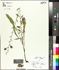 Liatris squarrosa image