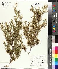 Chamaecyparis thyoides image