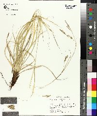 Carex cherokeensis image