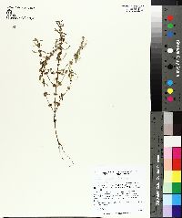 Rotala ramosior image