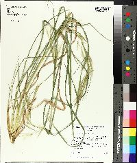 Andropogon virginicus var. virginicus image