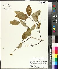 Philadelphus inodorus image