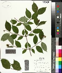 Philadelphus inodorus image