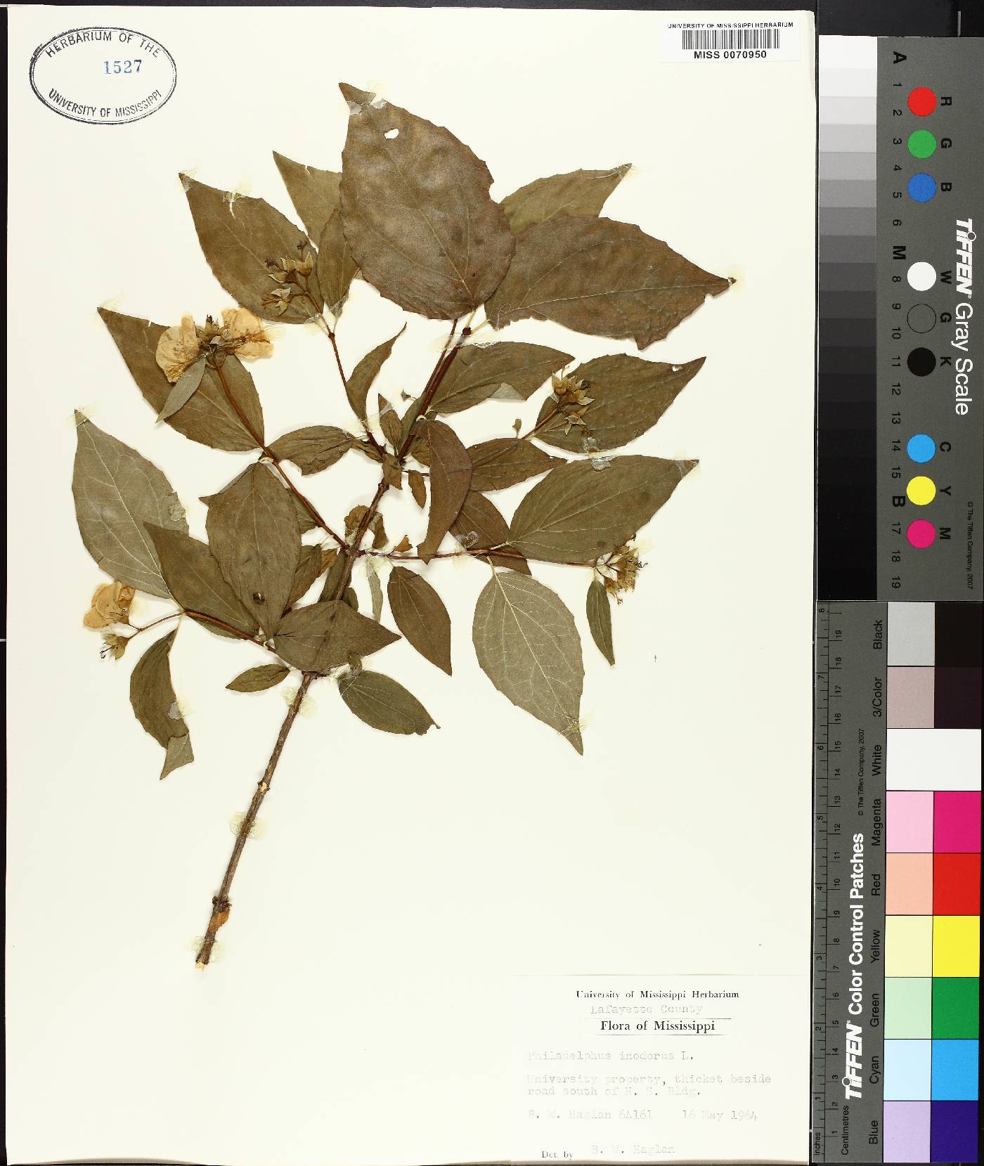 Philadelphus inodorus image