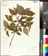 Philadelphus inodorus image