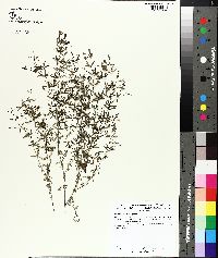 Galium obtusum image