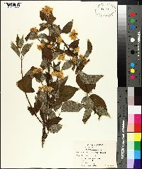 Philadelphus pubescens image