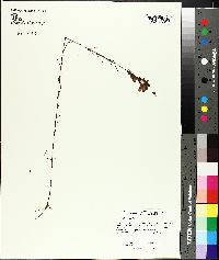 Agalinis pinetorum image