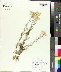 Aster solidagineus image