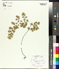 Adiantum capillus-veneris image