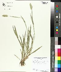 Phalaris caroliniana image