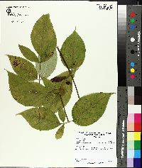 Aralia spinosa image