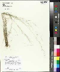 Aristida oligantha image