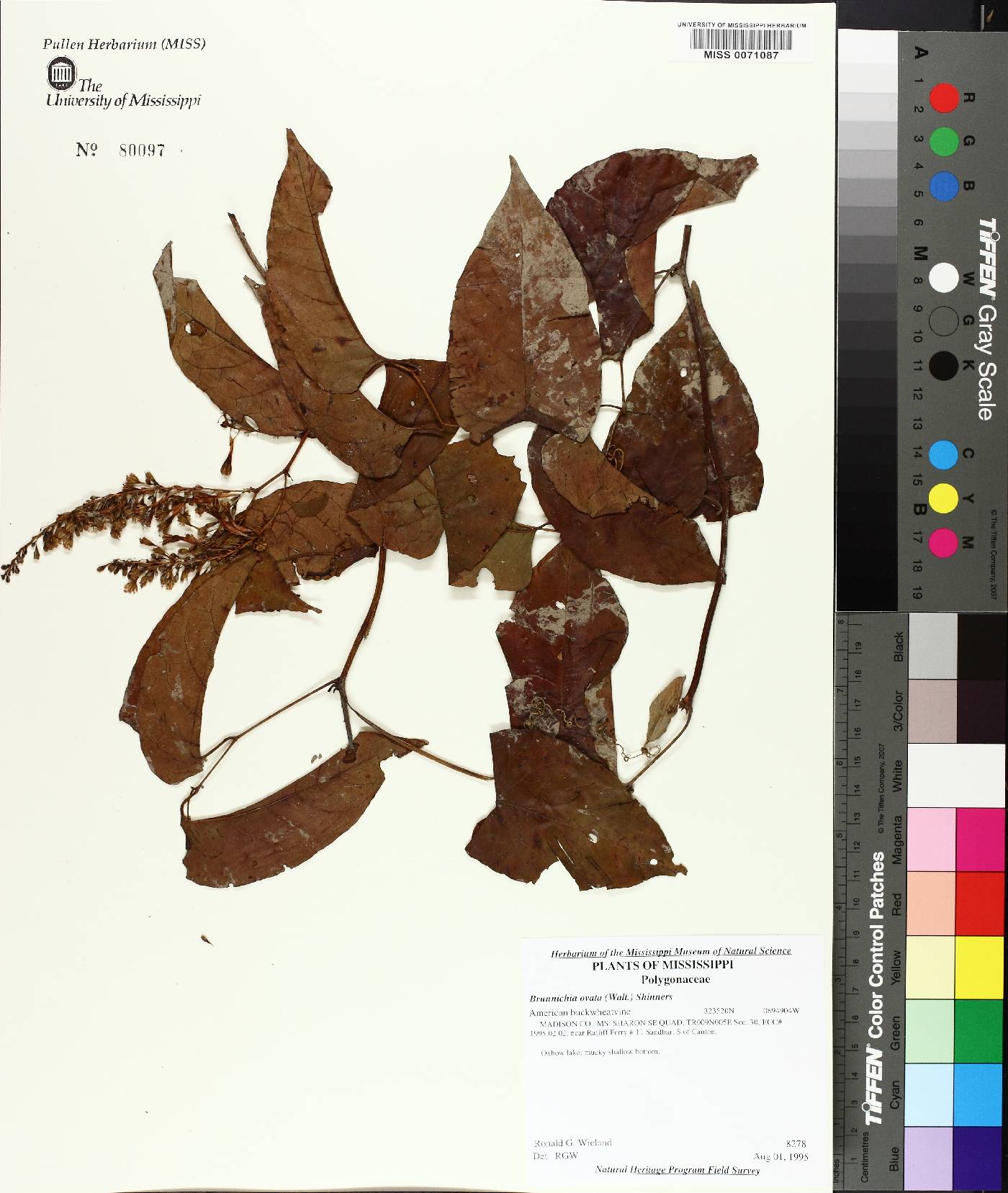 Brunnichia ovata image