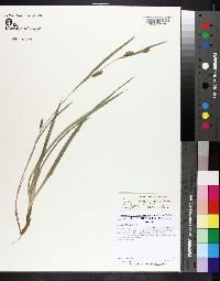 Carex flaccosperma image