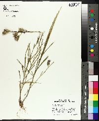 Liatris squarrosa image