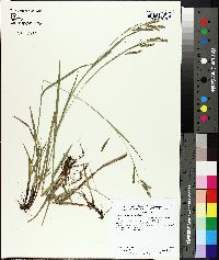 Carex oxylepis image