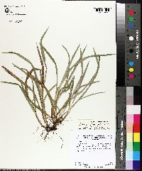 Carex abscondita image