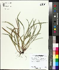 Carex abscondita image