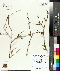 Forestiera acuminata image