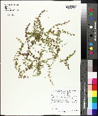 Micranthemum umbrosum image