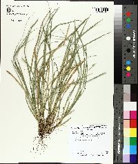 Carex folliculata image