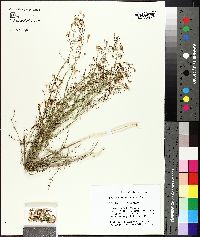 Penstemon ambiguus image