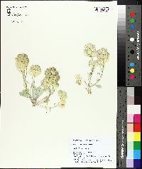 Physaria newberryi image