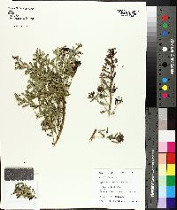 Myoporum parvifolium image