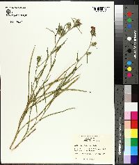 Liatris squarrosa image