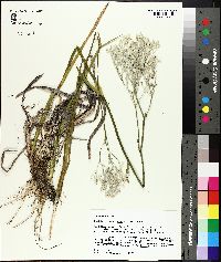 Lophiola americana image