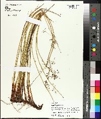 Juncus gymnocarpus image