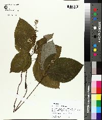 Collinsonia serotina image