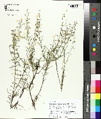 Dicerandra linearifolia image