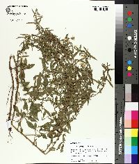 Symphyotrichum lanceolatum var. lanceolatum image