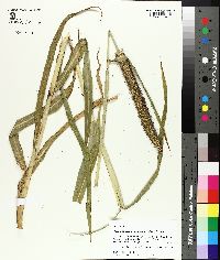 Pennisetum glaucum image