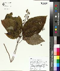 Collinsonia serotina image