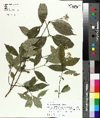 Cornus asperifolia image