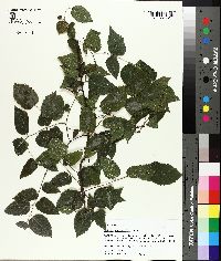 Celtis tenuifolia image