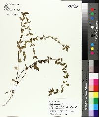 Rhexia petiolata image