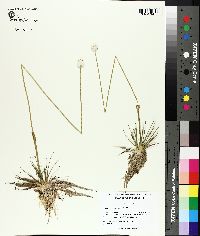 Eriocaulon compressum image