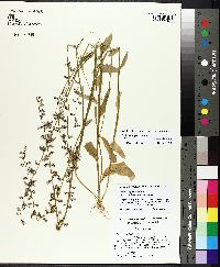 Lobelia appendiculata image