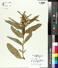 Asclepias viridis image