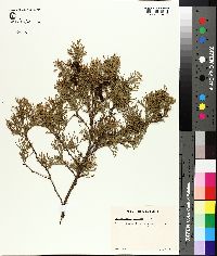 Chamaecyparis thyoides image