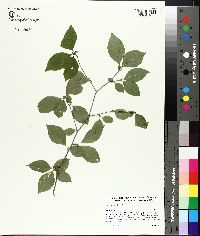 Ilex ambigua image