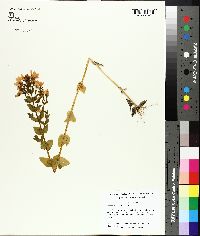 Sabatia angularis image