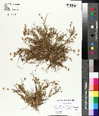 Juncus repens image