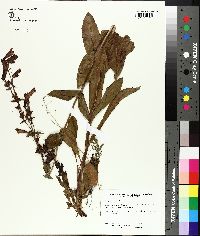 Penstemon helleri image