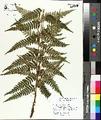 Dryopteris australis image