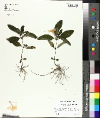 Ruellia caroliniensis subsp. caroliniensis image